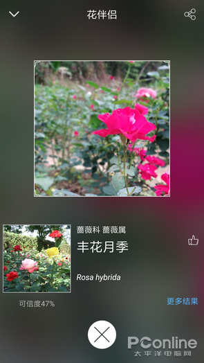 拍照识花App 花朵识别