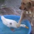 像极了被生活掌控的你